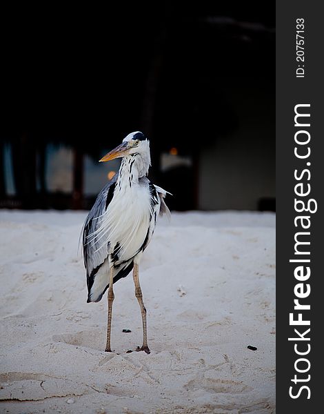 Grey Heron standing at a beach