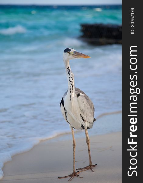 Standing grey heron at a beach