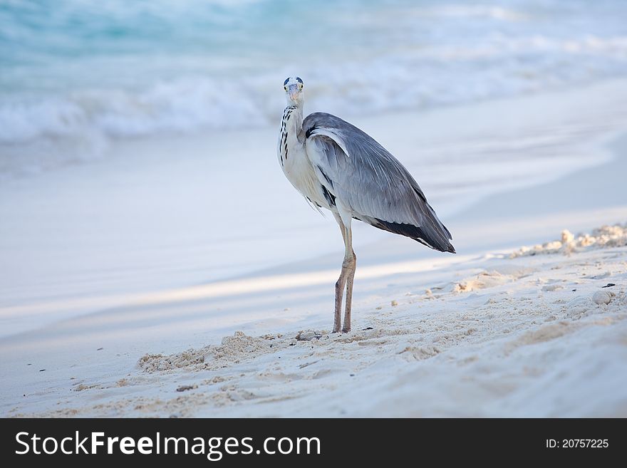 Grey Heron standing at a beach