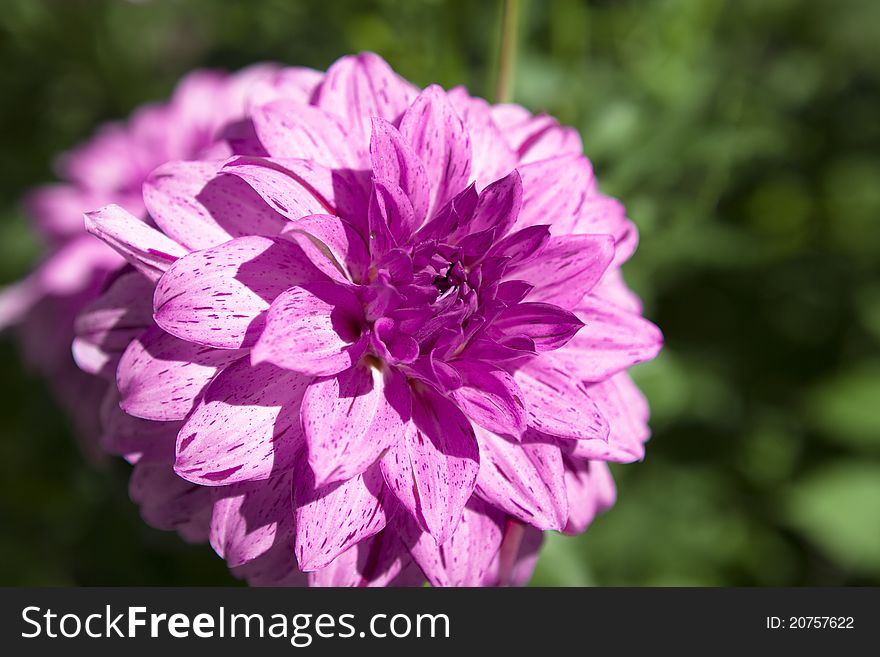 Pink dahlia in summer day