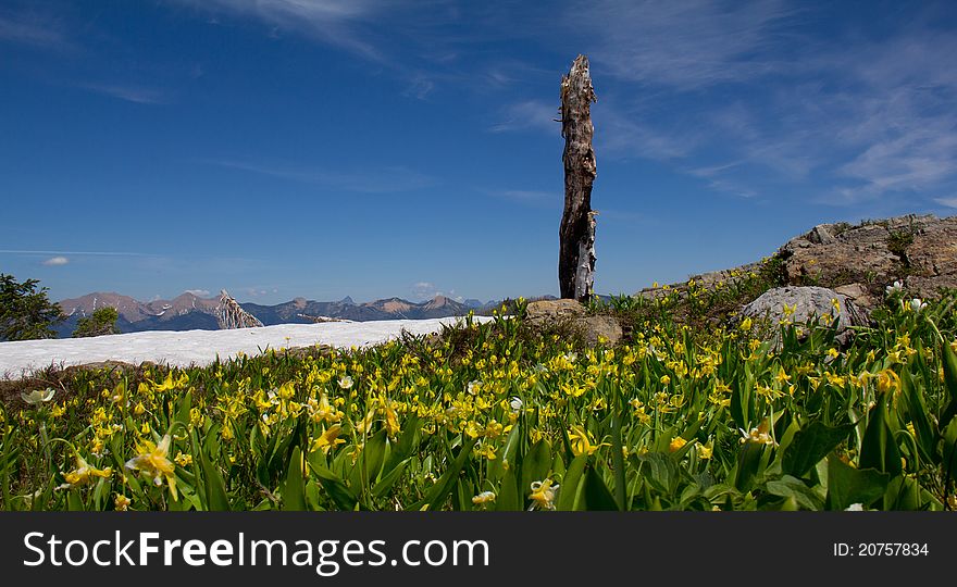 This image of the vast meadow of glacier lilies on the ridge top with the old snag (burned tree), snowfield and mountains in the background was taken in NW Montana. This image of the vast meadow of glacier lilies on the ridge top with the old snag (burned tree), snowfield and mountains in the background was taken in NW Montana.