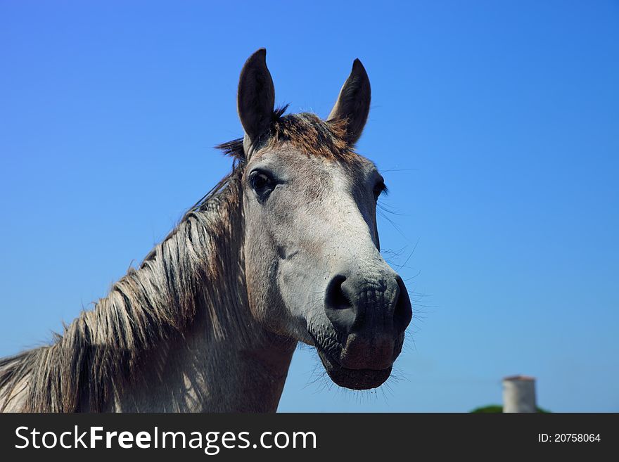 Horse In Andalusia On A Blue Sky