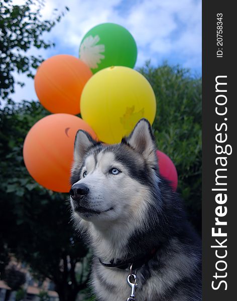 Charming dog Husky and colorful balloons. Charming dog Husky and colorful balloons