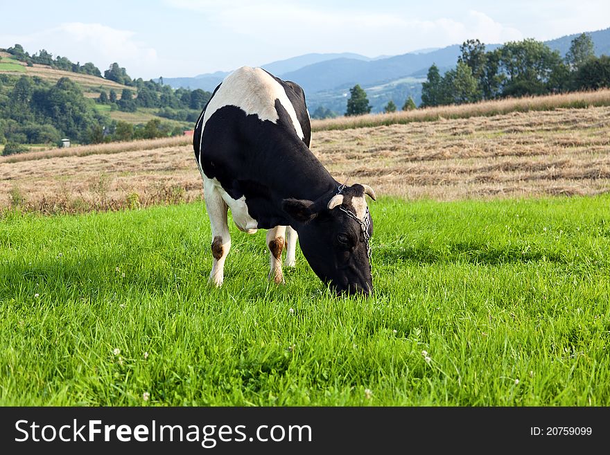 Cow on a fresh green grass meadow in mountains. Cow on a fresh green grass meadow in mountains