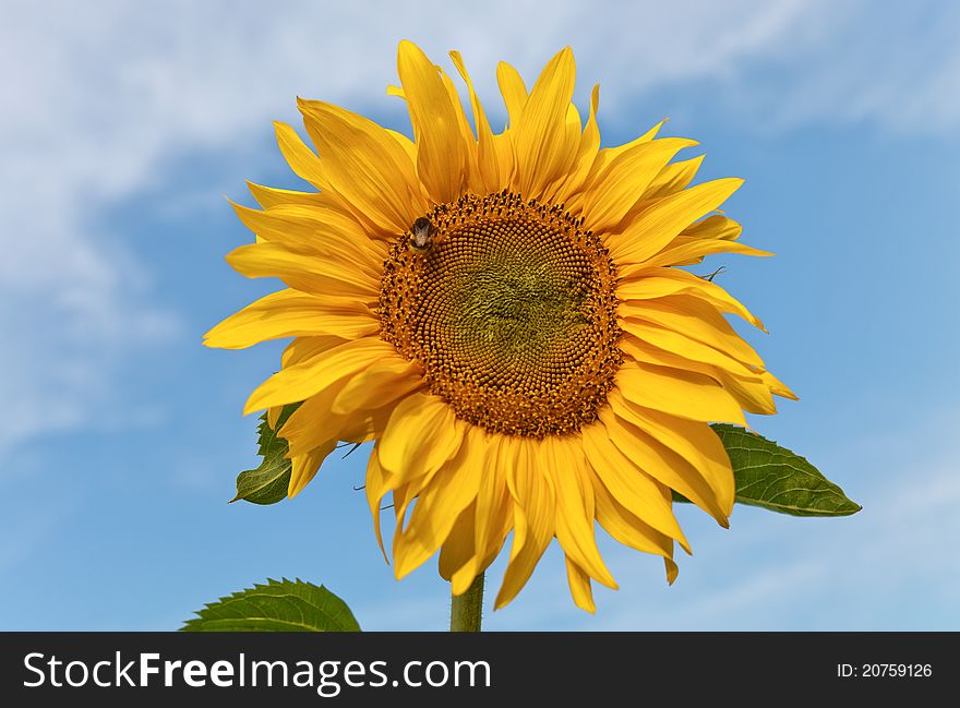 Isolated sunflower against a blue sky. Isolated sunflower against a blue sky