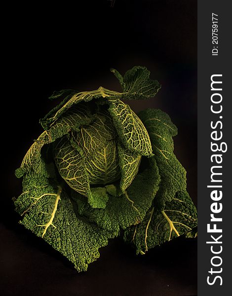 Rich, dark green Savoy cabbage on a black background