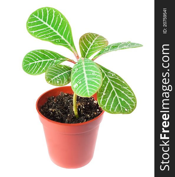 A small palm in a pot  isolated on white