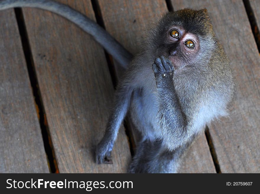 Monkey sit on the pathway in the tropical forest