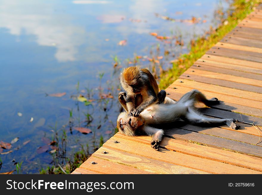 2 Monkeys sit on the pathway near reservoir in tropical forest