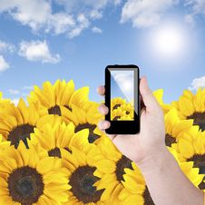 Cell Phone And Sunflower Royalty Free Stock Image Cell Phone And Sunflower Royalty Free Stock Image