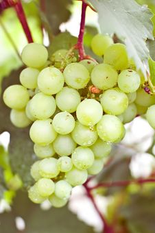 Grapes Stock Photography Grapes Stock Photography