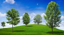 Tree In Green Meadow Royalty Free Stock Photo
