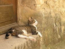 Relaxing Cat Stock Photo