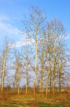 Poplars Trees Stock Photo Poplars Trees Stock Photo