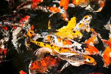 Fishes In Pond Stock Images