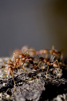 Group Of Red Ants On Wood Royalty Free Stock Photos
