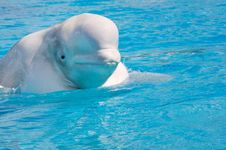 White Dolphin Royalty Free Stock Photo
