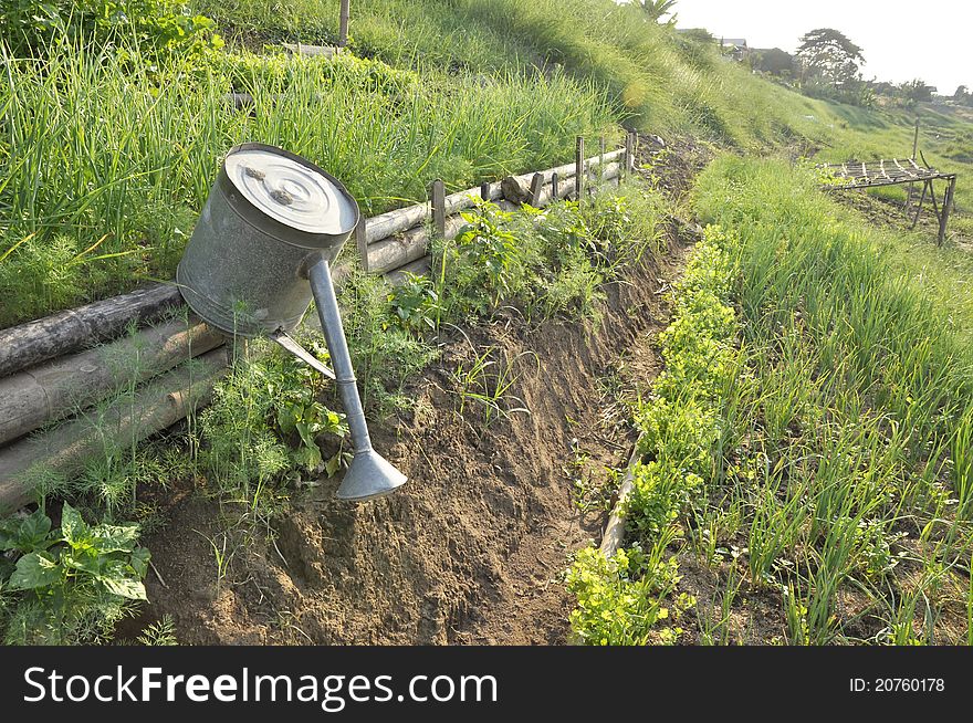 Plots planted with onions, coriander. Farming. The rural areas. Plots planted with onions, coriander. Farming. The rural areas.