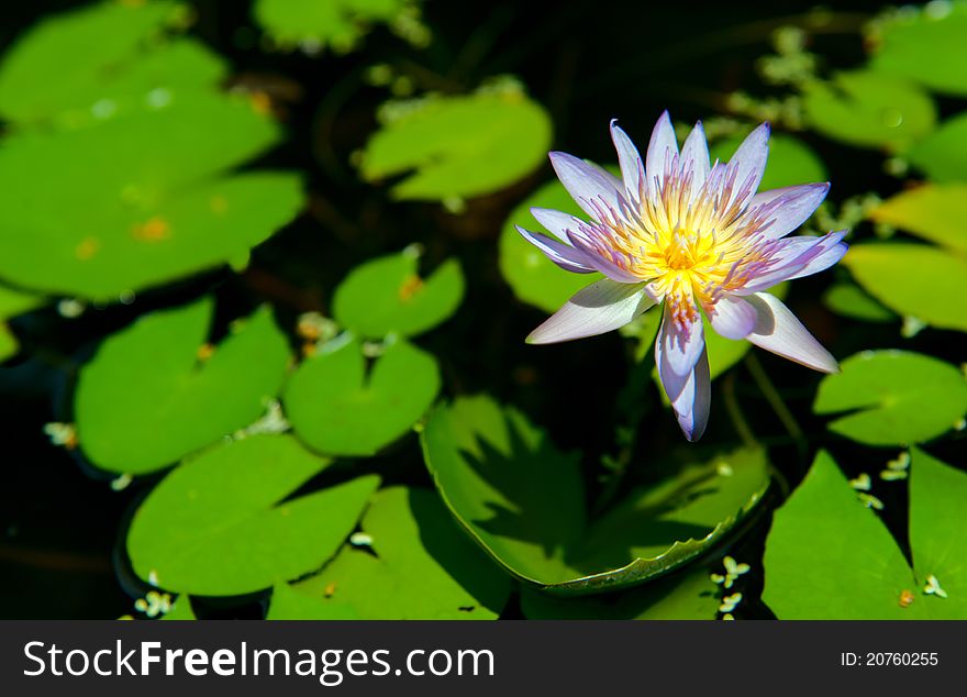 Beautiful Lotus flower on the deep lake