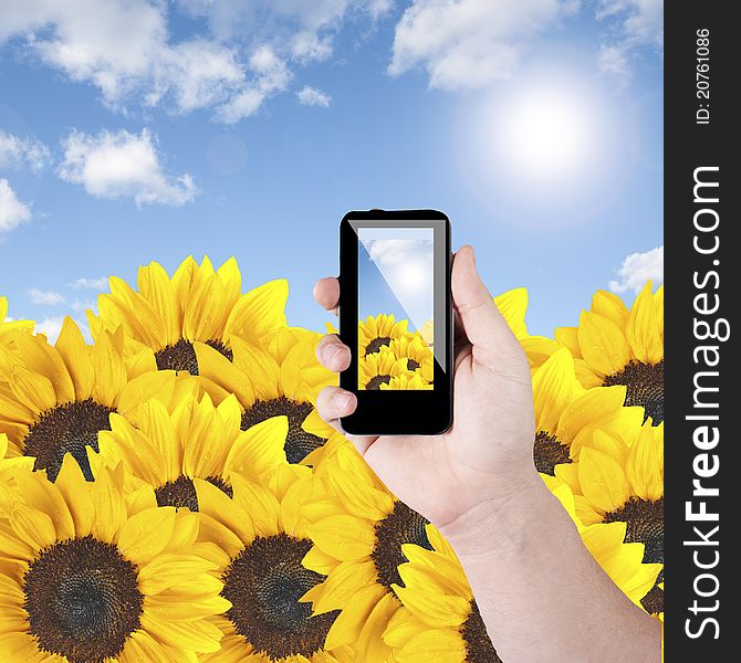 Cell phone in hand take photo of beautiful sunflower field view. Cell phone in hand take photo of beautiful sunflower field view