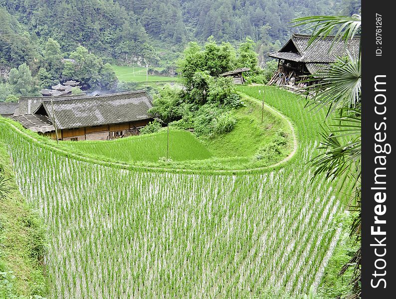 A small minority chinese village surrounded by rice terraces in guizhou. A small minority chinese village surrounded by rice terraces in guizhou