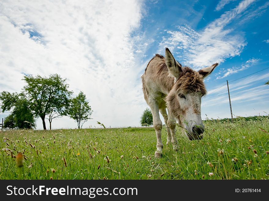 Donkey in a Field in sunny day, animals series
