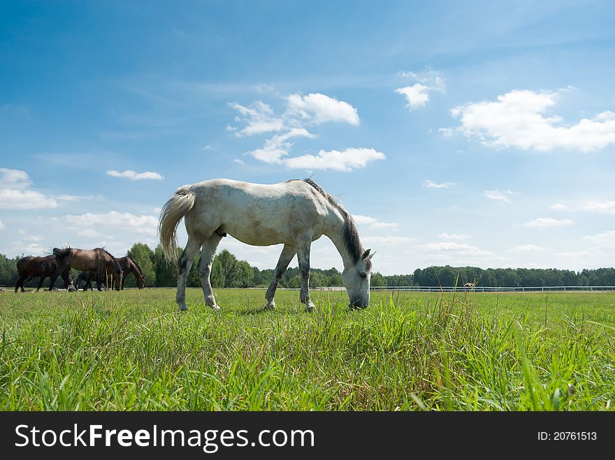 Horse in a green meadow in sunny day, animals series