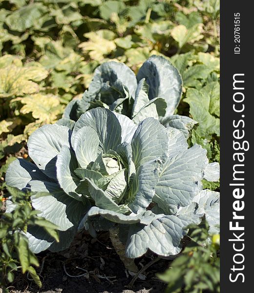 A cabbage head with big leaves