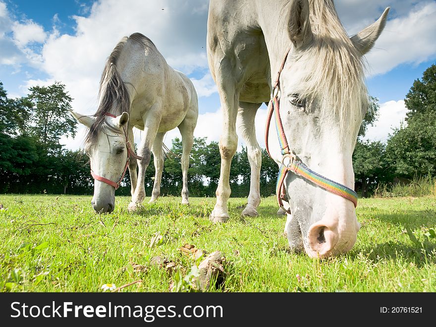 Horse in a green meadow in sunny day, animals series