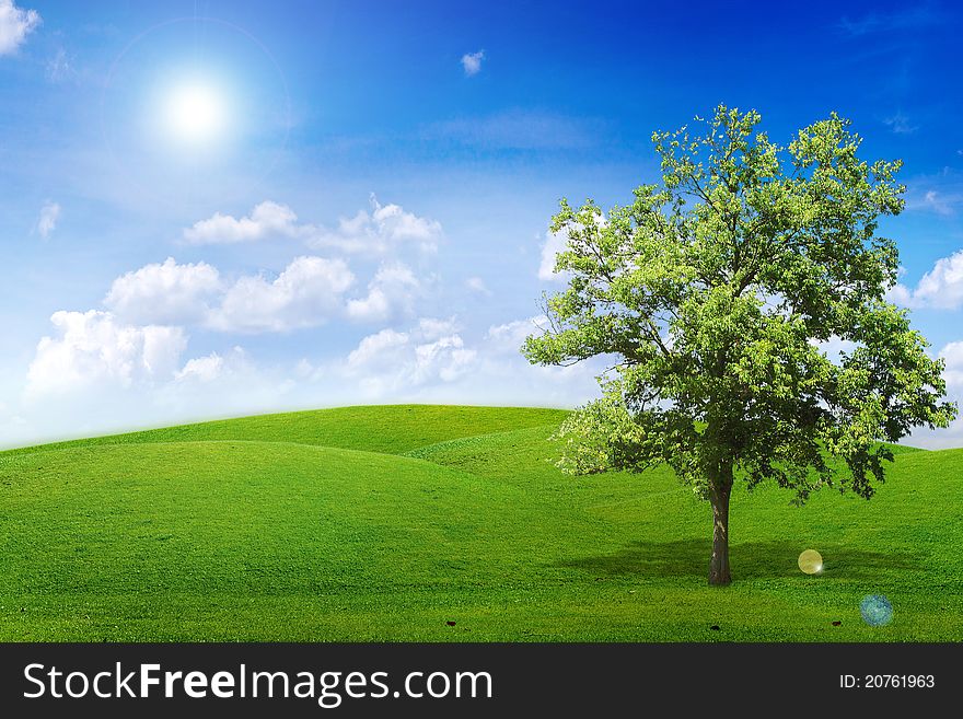 Alone tree in green meadow