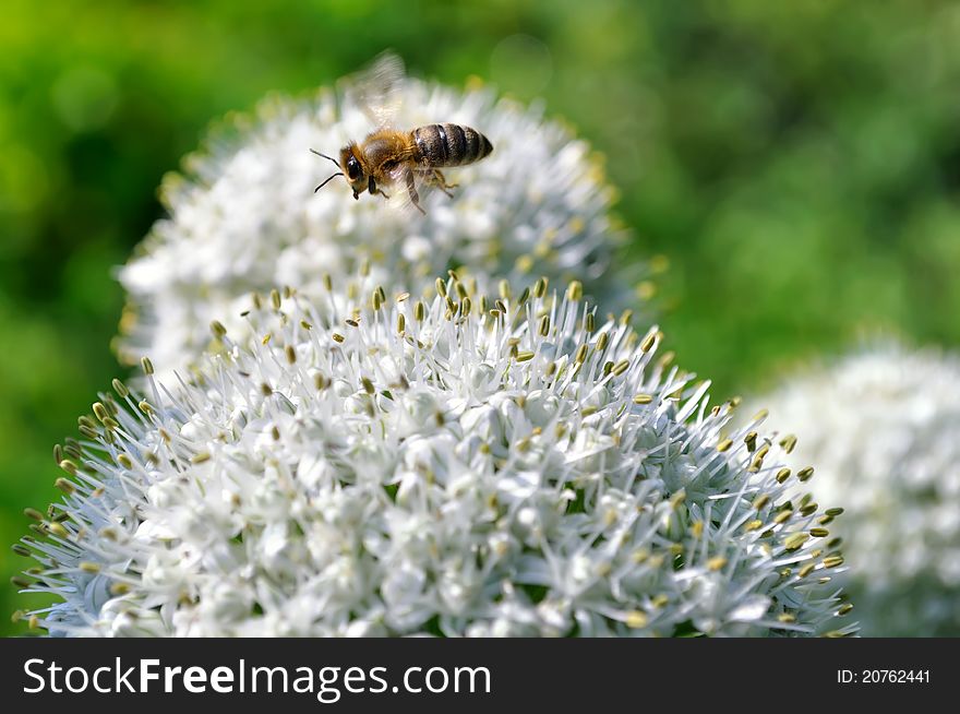 Flying bee and blooming onion in the vegetable garden