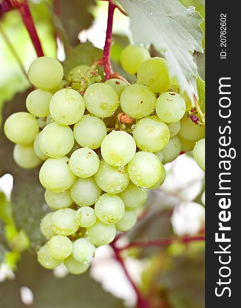 Grapes cluster in the open air hanging on a branch