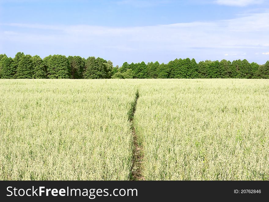Footpath across the oats field