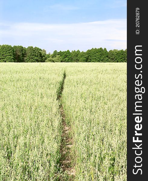 Footpath across the oats field