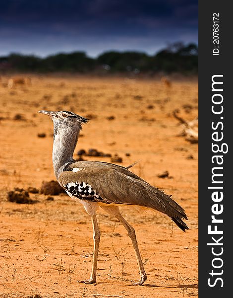 Portrait Of An African Bird