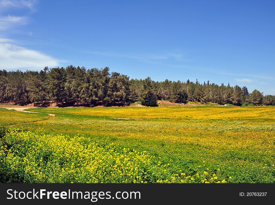 Blooming meadow near forest marge in spring, Israel. Blooming meadow near forest marge in spring, Israel.