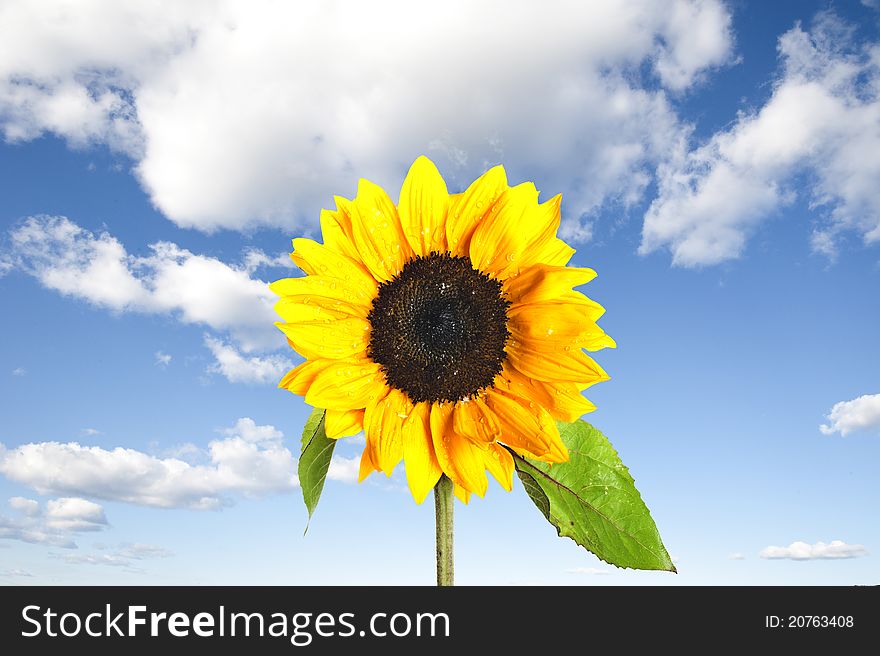 Sunflower and blue sky with clouds