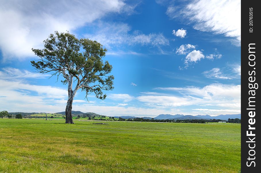 Summer landscape tree Grampians region, Australia