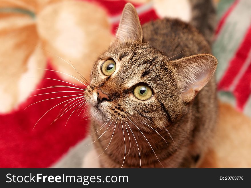 Cat with moustaches on red blanket. Cat with moustaches on red blanket