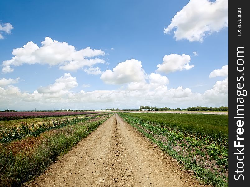 Road in field with ripe yellow wheat