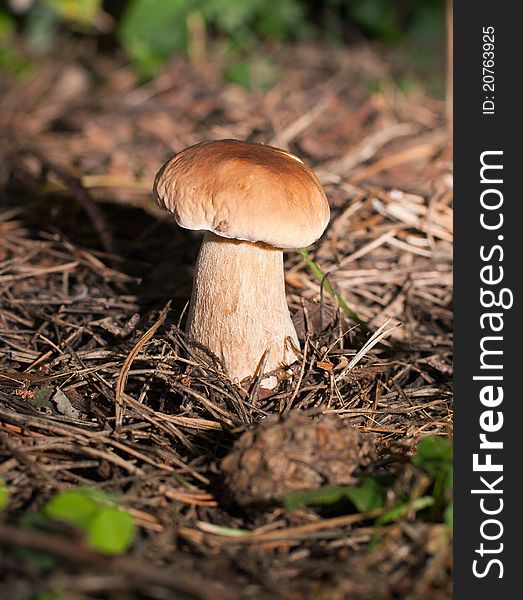 Boletus edulis. Mushroom in natural enviroment.