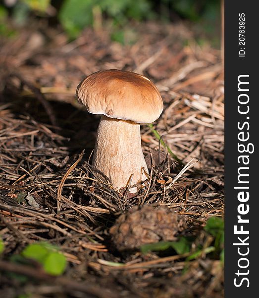 Boletus Edulis.