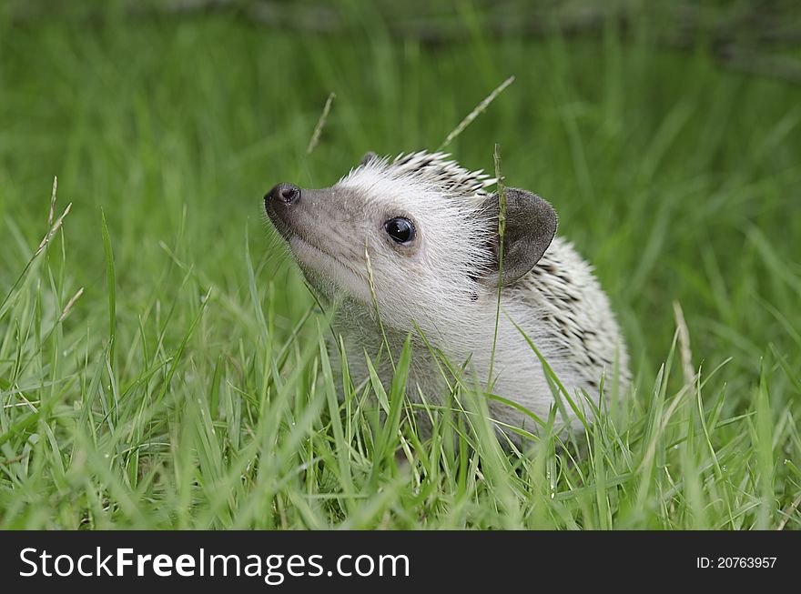 A african pygmy hedgehog on green grass