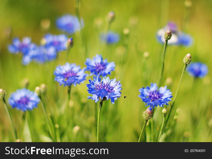 Blue cornflowers on green background