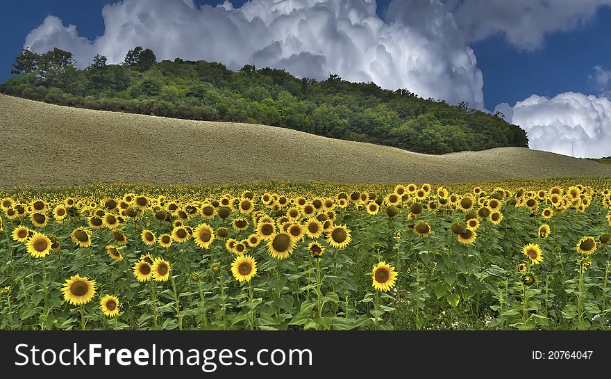 Field of yellow sunflowers with a blue sky with puffy clouds in the background