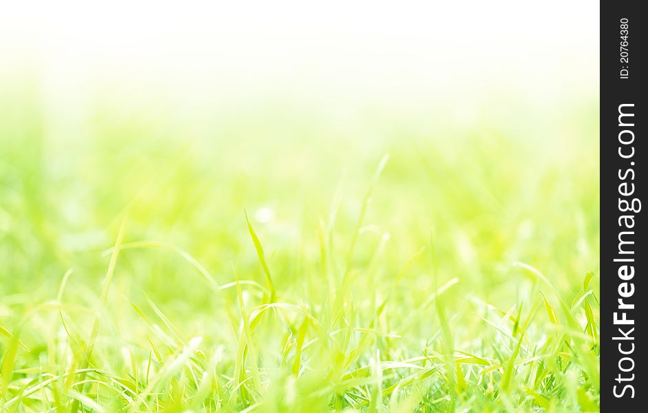 Green grass shalow focus background