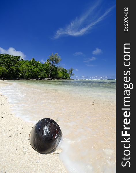 Coconut washed up on tropical beach, Vanuatu. Coconut washed up on tropical beach, Vanuatu