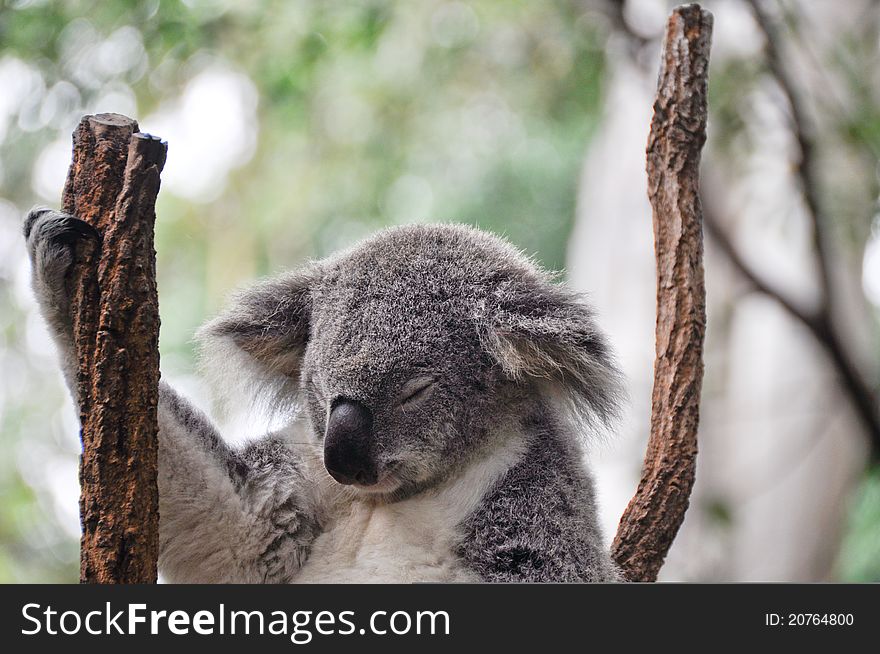 Koala Having A Rest