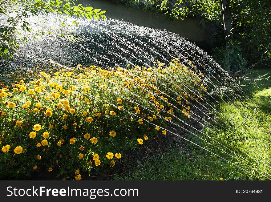 Watering flowers in the garden
