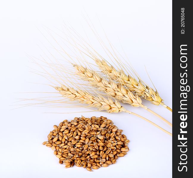 Wheat heads next to wheat kernels on a white background. Wheat heads next to wheat kernels on a white background